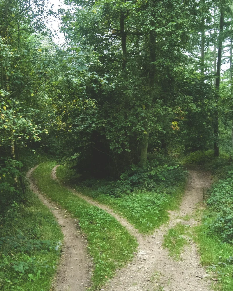 Un sentiero si divide in due direzioni dentro un bosco verde.