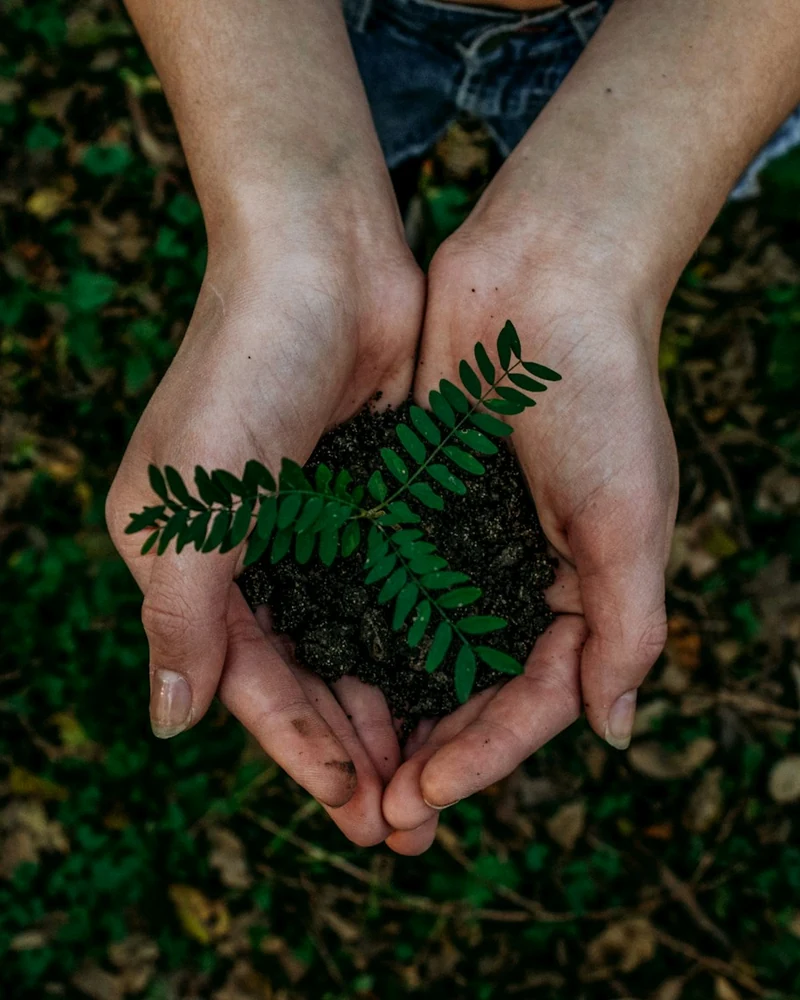 Due mani proteggono una piccola pianta e la terra delle sue radici.